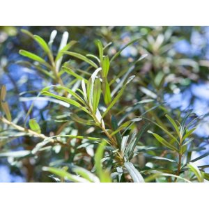 Rakytník rešetliakový (Hippophae rhamnoides) ´POLLMIX´ - výška: 20-30 cm, kont. P9 - samec