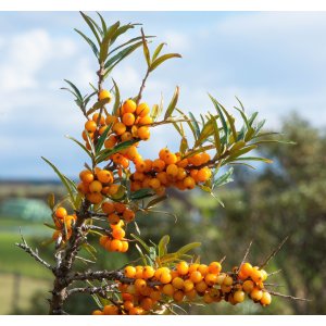 Rakytník rešetliakový (Hippophae rhamnoides) ‘NIVELENA’ - výška 60-80 cm, kont.C3L - SAMICA
