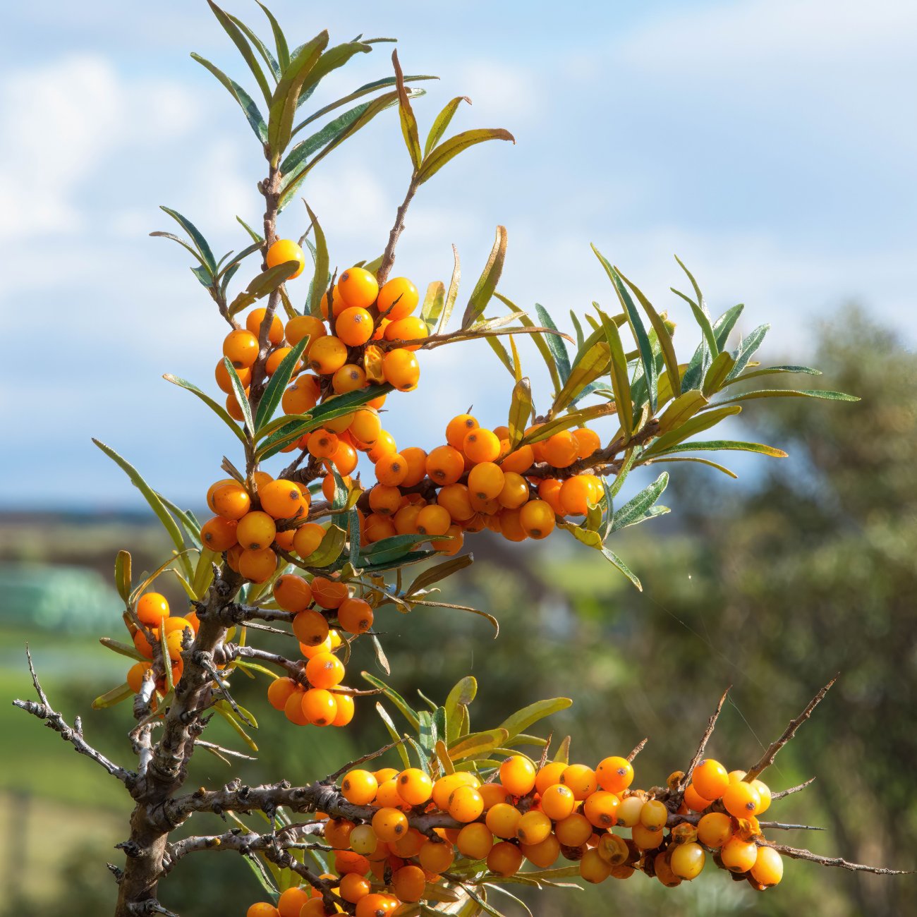 Obrázok Rakytník rešetliakový (Hippophae rhamnoides) ‘NIVELENA’ - výška 60-80 cm, kont.C3L - SAMICA