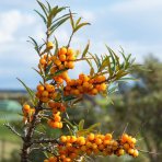 Rakytník rešetliakový (Hippophae rhamnoides) ‘NIVELENA’ - výška 60-80 cm, kont.C3L - SAMICA