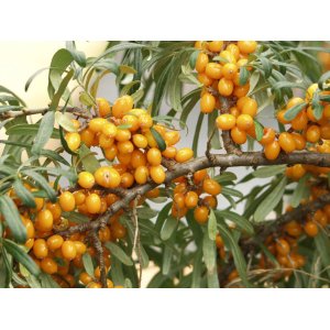 Rakytník rešetliakový (Hippophae rhamnoides) ´HERGO´ výška: 20-30 cm, P9 - SAMICA