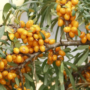 Rakytník rešetliakový (Hippophae rhamnoides ) ´EVA´, výška: 120-150 cm, C3L, viazaná na bambuse - SAMICA