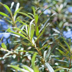 Rakytník rešetliakový (Hippophae rhamnoides) ´POLLMIX´ - výška: 70-100 cm, kont. C3L - samec