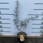 Rakytník rešetliakový (Hippophae rhamnoides ) ´JULIA´  - výška 40-60 cm, kont. C2L - Samica