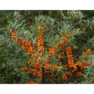 Rakytník rešetliakový (Hippophae rhamnoides ) ´JULIA´  - výška 40-60 cm, kont. C2L - Samica