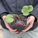 Rebarbora - Rheum Rhabarbarum, kont. C2L