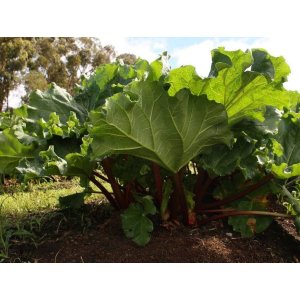 Rebarbora - Rheum Rhabarbarum, kont. C2L