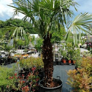 Trachycarpus fortunei  - výška kmeňa 125-150 cm, celková výška 200-250 cm (-17°C) 