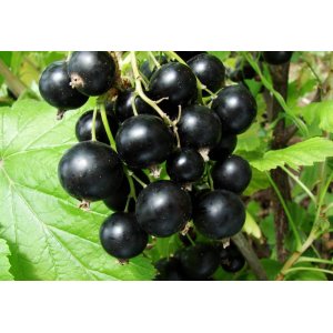 Ríbezľa čierna (Ribes nigrum) ´TITANIA´- stredne skorá, výška 80-120 cm, kont. C2L - STROMČEKOVÁ/NA KMIENKU