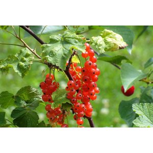Ríbezľa červená (Ribes rubrum) ´JONKHEER VAN TETS´ - výška 30-40 cm, neskorá, kont. P9/C2L - KRÍKOVÁ