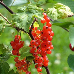 Ríbezľa červená (Ribes rubrum) ´JONKHEER VAN TETS´ - výška 40-80 cm, neskorá, voľnokorenná - KRÍKOVÁ