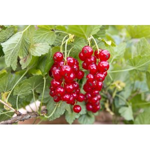 Ríbezľa červená (Ribes rubrum) ´DETVAN´- skorá 80-120 cm; voľnokorenná -  STROMČEKOVÁ/NA KMIENKU