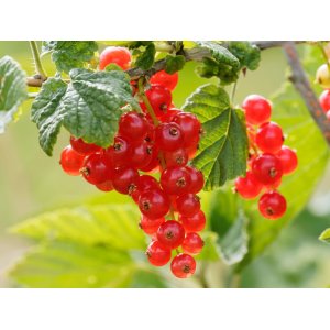 Ríbezľa červená (Ribes rubrum) ´ROVADA´ skorá, 70-90 cm; kont. C2L - STROMČEKOVÁ/NA KMIENKU