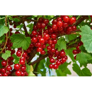 Ríbezľa červená (Ribes rubrum) ´JONKHEER VAN TETS´ - výška 70-100 cm, neskorá,  voľnokorenná - STROMČEKOVÁ/NA KMIENKU