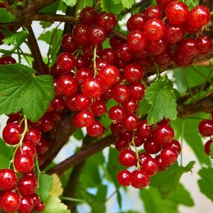 Ríbezľa červená (Ribes rubrum) ´JONKHEER VAN TETS´ - výška 90-110 cm, neskorá,  voľnokorenná - STROMKOVÁ