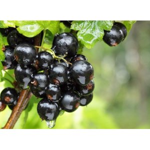 Ríbezľa čierna (Ribes nigrum) ´TITANIA´ - výška 70-100 cm, stredne skorá - voľnokorenná - STROMČEKOVÁ/NA KMIENKU