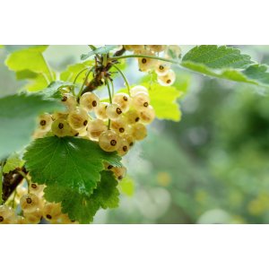 Ríbezľa biela (Ribes rubrum) ´JUTERBORG´ - výška 70-100 cm, stredne skorá, voľnokorenná - STROMČEKOVÁ/NA KMIENKU