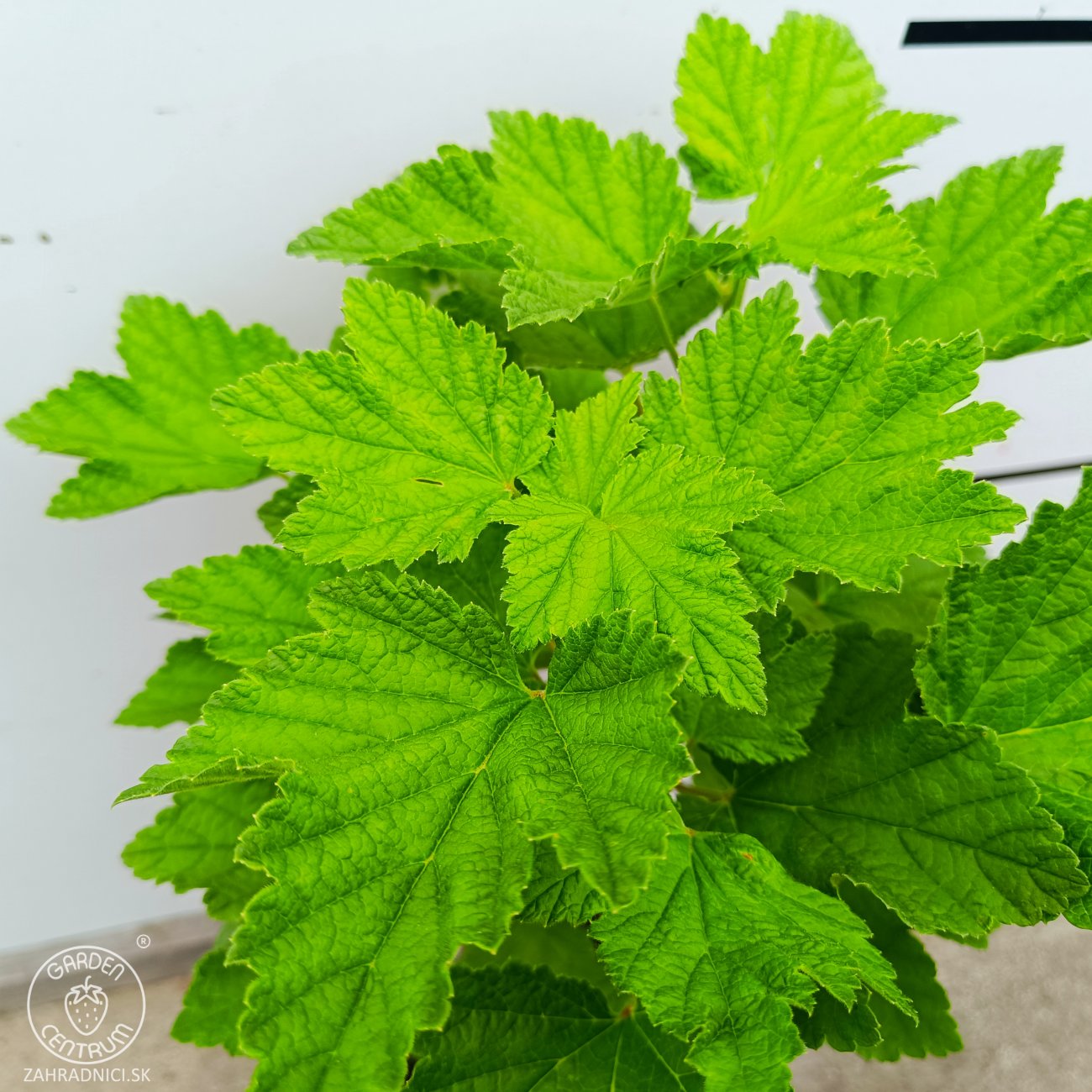 Obrázok Ríbezľa červená (Ribes rubrum) ´DETVAN´ - skorá 50-60 cm, kont. C2L - KRÍKOVÁ