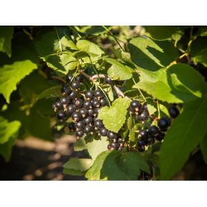 Ríbezľa čierna (Ribes nigrum) ´BONA´ - výška 70-100cm, skorá, voľnokorenná - STROMČEKOVÁ/NA KMIENKU