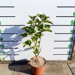 Ríbezľa červená (Ribes rubrum) ´DHOLENDERSKA´ – výška výška 30-50 cm, kont. C2L - KRÍKOVÁ