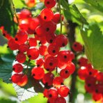 Ríbezľa červená (Ribes rubrum) ´DHOLENDERSKA´ – výška výška 30-50 cm, kont. C2L - KRÍKOVÁ