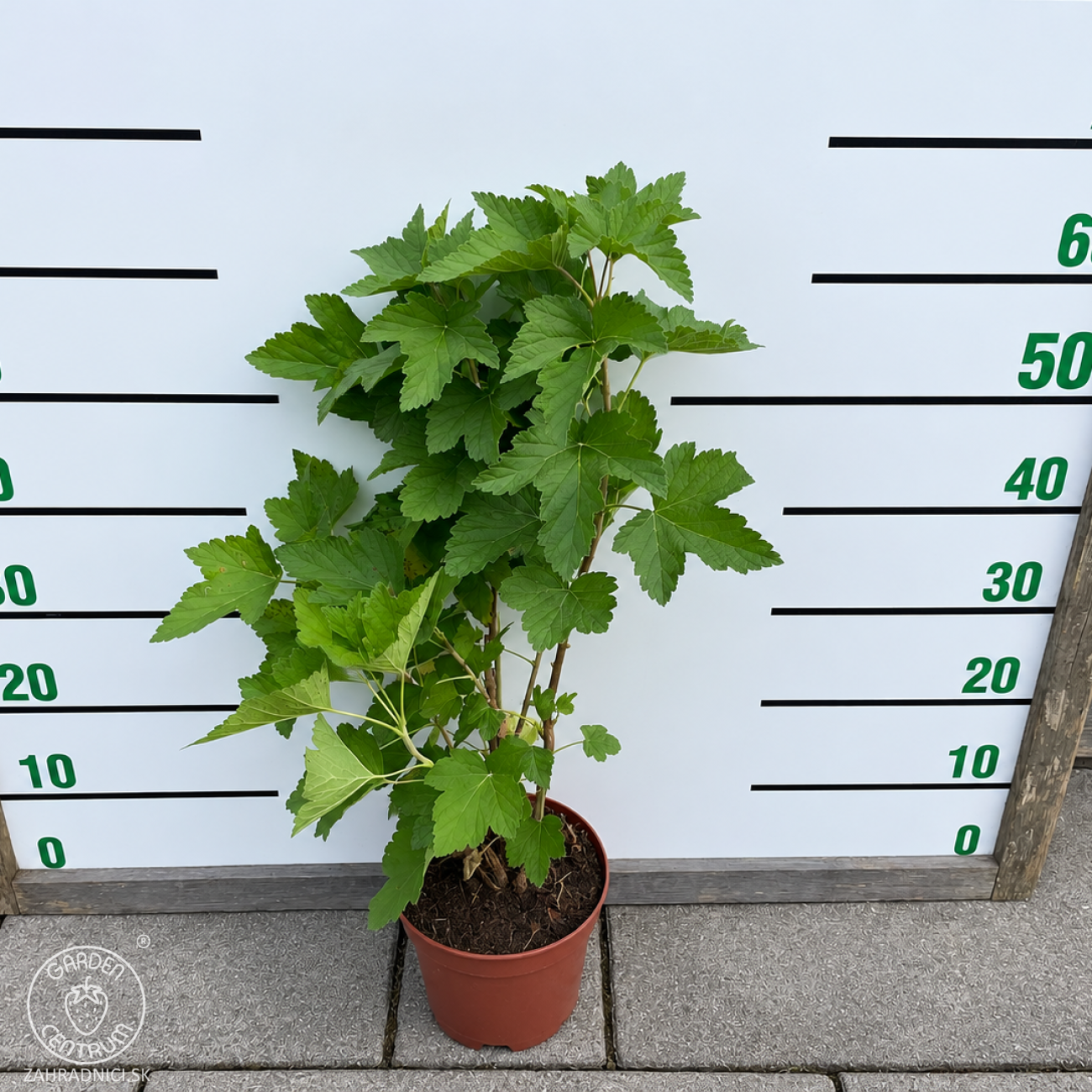 Obrázok Ríbezľa čierna (Ribes nigrum) ´OJEBYN´ - stredne skorá, výška 50-70 cm, kont. C3L - KRÍKOVÁ