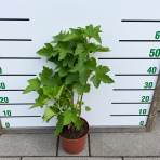 Ríbezľa čierna (Ribes nigrum) ´OJEBYN´ - stredne skorá, výška 50-70 cm, kont. C3L - KRÍKOVÁ