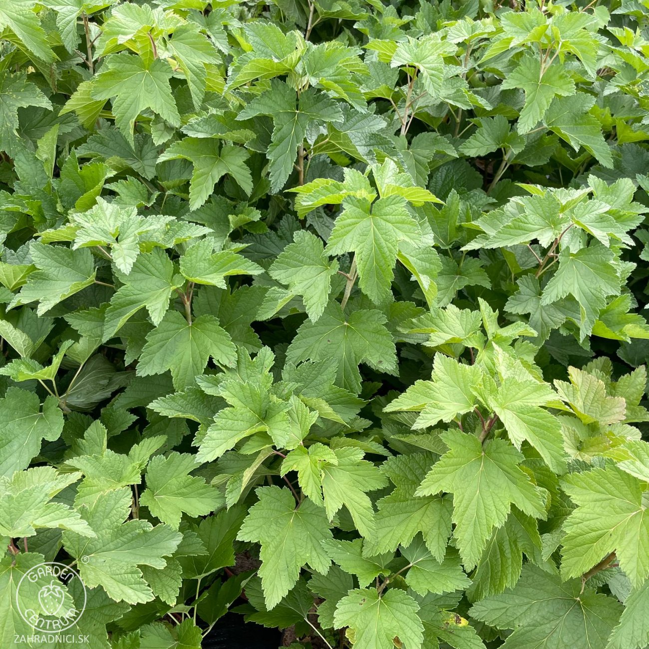 Obrázok Ríbezľa čierna (Ribes nigrum) ´OJEBYN´ - stredne skorá, výška 50-70 cm, kont. C3L - KRÍKOVÁ