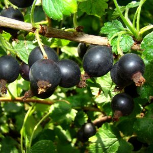  Josta - kríženec ríbezle a egreša (Ribes nidigrolaria) - stredne skorá 70-100 cm; voľnokorenná - KRÍKOVÁ