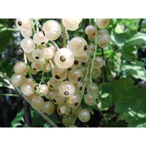 Ríbezľa biela (Ribes rubrum) ´BLANCA´ - výška 70-100 cm, stredne skorá, voľnokorenná - STROMČEKOVÁ/NA KMIENKU