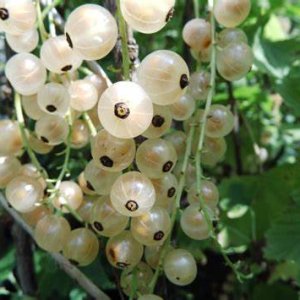 Ríbezľa biela (Ribes rubrum) ´BLANCA´ - výška 110-150 cm, stredne skorá, voľnokorenná - STROMČEKOVÁ/NA KMIENKU