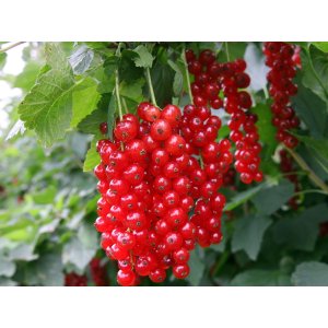 Ríbezľa červená (Ribes rubrum) ´DETVAN´ - skorá 30-60 cm; kont. C1.5L/C2L - KRÍKOVÁ