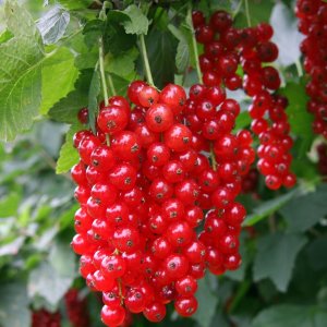 Ríbezľa červená (Ribes rubrum) ´DETVAN´ - skorá 30-60 cm; kont. 1.5L - KRÍKOVÁ