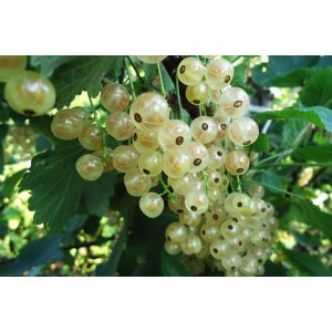 Ríbezľa biela (Ribes rubrum) ´BLANCA´ - výška 70-100 cm, kont. C2L stredne skorá -  STROMČEKOVÁ/NA KMIENKU