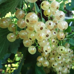 Ríbezľa biela (Ribes rubrum) ´BLANCA´ - výška 80-120 cm, kont. C2L stredne skorá - STROMKOVÁ