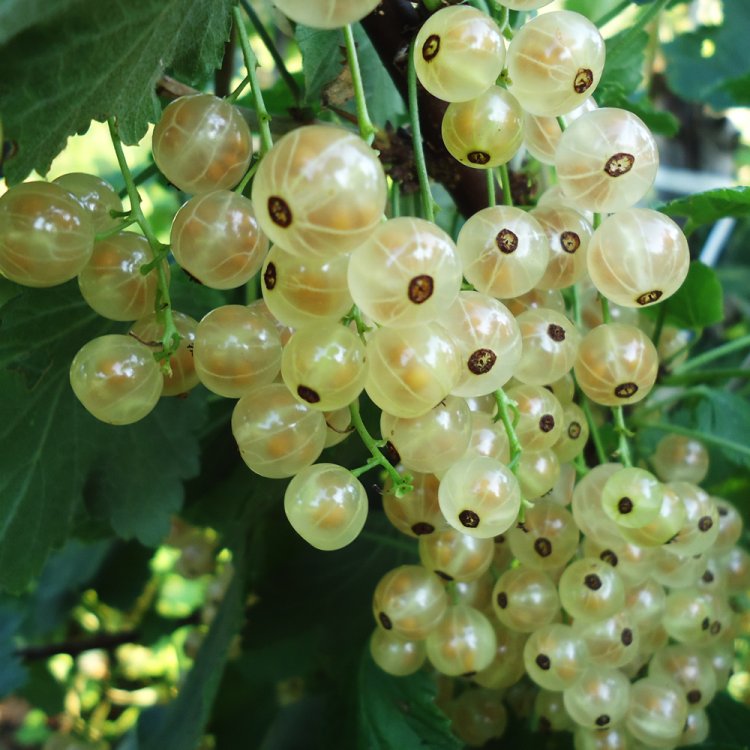 Ríbezľa biela (Ribes rubrum) ´BLANCA´ - výška 70-100 cm, kont. C2L stredne skorá -  STROMČEKOVÁ/NA KMIENKU