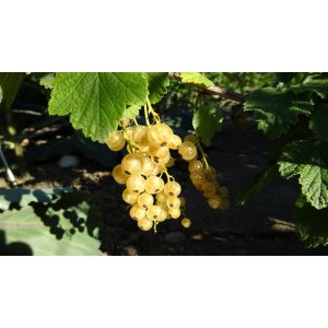 Ríbezľa biela (Ribes rubrum) ´BLANCA´ - výška 70-90 cm, stredne skorá, kont. C1.5L/C2L - KRÍKOVÁ