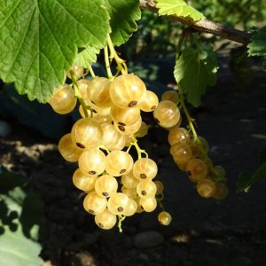 Ríbezľa biela (Ribes rubrum) ´BLANCA´ - výška 30-60 cm, stredne skorá, kont. C2L - KRÍKOVÁ