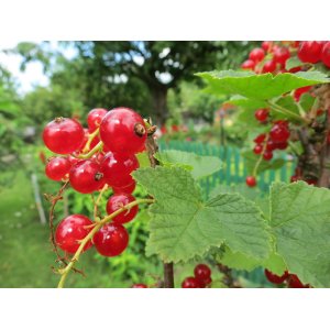 Ríbezľa červená (Ribes rubrum) ´ROLAN´ - neskorá 70-100 cm; voľnokorenná -  STROMČEKOVÁ/NA KMIENKU