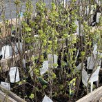 Ríbezľa čierna (Ribes nigrum) ´JUBILEJNAJA´ - výška 70-100 cm, stredne skorá, kont. 1.5L - KRÍKOVÁ