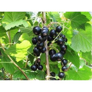 Ríbezľa čierna (Ribes nigrum) ´RUBEN´ - stredne skorá 30-60 cm, kont. C1.5L/C2L - KRÍKOVÁ