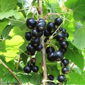 Ríbezľa čierna (Ribes nigrum) ´RUBEN´ - stredne skorá 30-60 cm, kont. 2L - KRÍKOVÁ