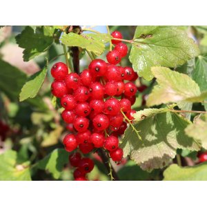 Ríbezľa červená (Ribes rubrum) ´JONKHEER VAN TETS´ - výška 40-60 cm, skorá, voľnokorenná - KRÍKOVÁ