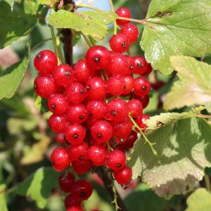 Ríbezľa červená (Ribes rubrum) ´ROVADA´ - výška 40-70 cm, skorá, voľnokorenná - KRÍKOVÁ