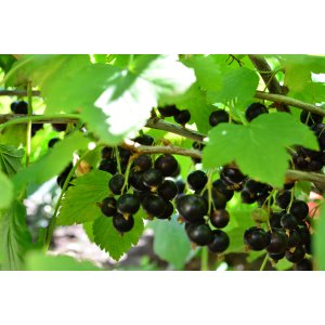Ríbezľa čierna (Ribes nigrum) ´BONA´ - výška 50-70 cm, skorá, voľnokorenná - KRÍKOVÁ