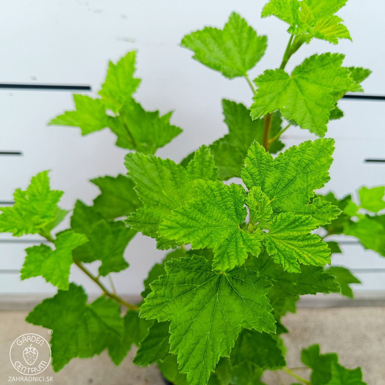 Obrázok Ríbezľa červená (Ribes rubrum) ‘RONDOM’ - výška 40-60 cm, kont. C2L - KRÍČKOVÁ