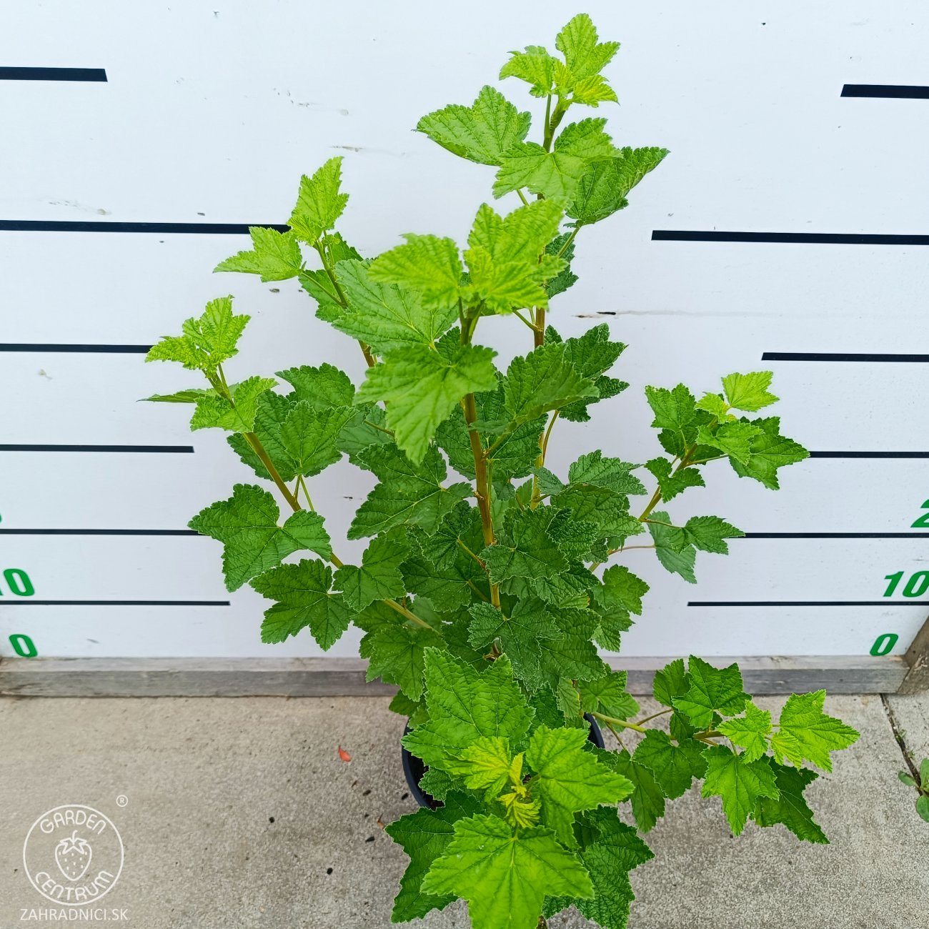 Obrázok Ríbezľa červená (Ribes rubrum) ‘RONDOM’ - výška 40-60 cm, kont. C2L - KRÍČKOVÁ