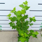 Ríbezľa červená (Ribes rubrum) ‘RONDOM’ - výška 40-60 cm, kont. C2L - KRÍČKOVÁ