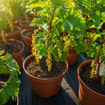 Ríbezľa červená (Ribes rubrum) ´ROSETTA´ skorá, výška 20-30 cm, kont. C2L - KRÍČKOVÁ