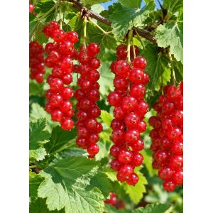 Ríbezľa červená (Ribes rubrum) ´ROVADA´ - výška 40-60 cm, neskorá, kont. C3L - KRÍKOVÁ